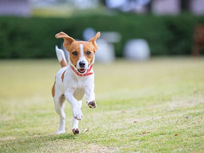 コレドール湯河原 Dog&Resort